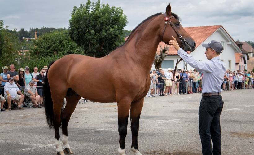 Semaine du cheval - catalogue vente en ligne